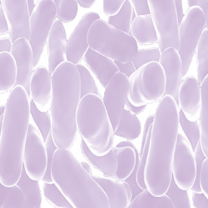 Probiotics TOTAL Flora Image