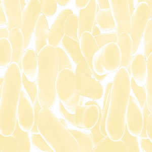 Probiotics TOTAL Flora Image